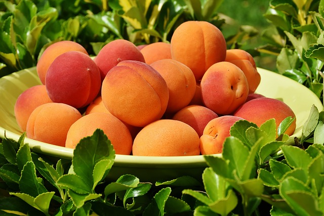 apricots-1522680_640