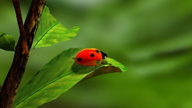 ladybird-163480_640