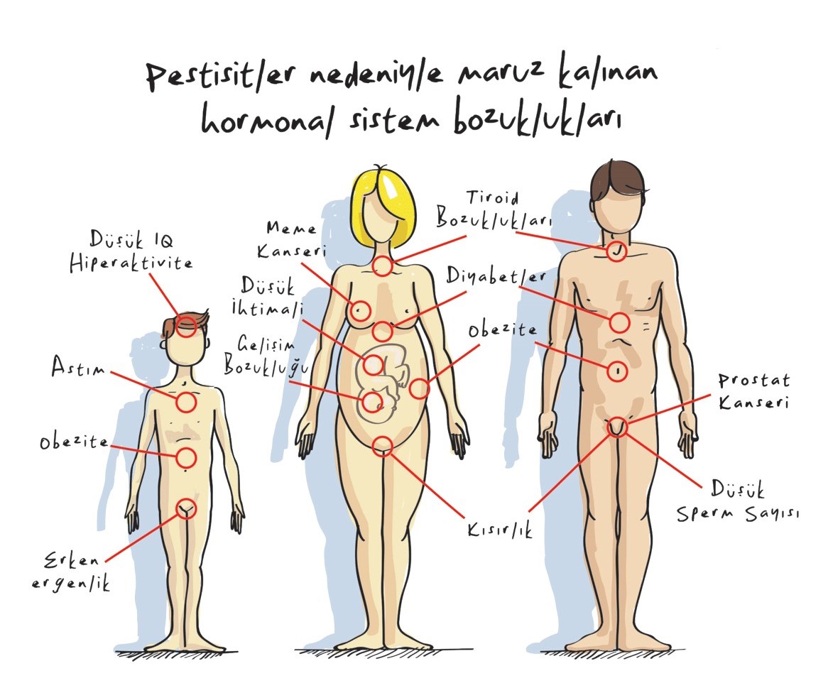 hormonal sistem bozukluklari